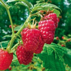 Meeker Red Raspberry Plant - 4" Pot - Summertime Classic   